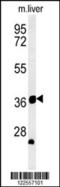 TNF Receptor Associated Factor 1 antibody, 57-370, ProSci, Western Blot image 