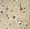 Phosphoglycerate Dehydrogenase antibody, LS-C163574, Lifespan Biosciences, Immunohistochemistry frozen image 