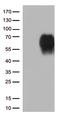 CD86 antibody, CF813084, Origene, Western Blot image 