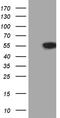 VRK Serine/Threonine Kinase 2 antibody, TA811396S, Origene, Western Blot image 