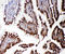 Regulator Of G Protein Signaling 3 antibody, LS-C313176, Lifespan Biosciences, Immunohistochemistry frozen image 