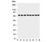 Heat Shock Protein Family A (Hsp70) Member 8 antibody, R30914, NSJ Bioreagents, Western Blot image 