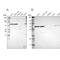 Chaperonin Containing TCP1 Subunit 5 antibody, NBP1-83043, Novus Biologicals, Western Blot image 