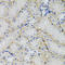 Solute Carrier Family 1 Member 4 antibody, LS-B15554, Lifespan Biosciences, Immunohistochemistry frozen image 