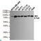 B-Raf Proto-Oncogene, Serine/Threonine Kinase antibody, LS-C812889, Lifespan Biosciences, Western Blot image 