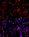 Cytochrome P450 Family 1 Subfamily B Member 1 antibody, 15-298, ProSci, Immunofluorescence image 