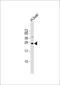 Transmembrane P24 Trafficking Protein 4 antibody, 61-149, ProSci, Western Blot image 
