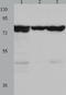 Putative endoplasmin-like protein antibody, TA324279, Origene, Western Blot image 