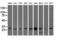 OTU Deubiquitinase, Ubiquitin Aldehyde Binding 2 antibody, M10542, Boster Biological Technology, Western Blot image 