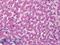 Autophagy Related 16 Like 1 antibody, LS-B2723, Lifespan Biosciences, Immunohistochemistry paraffin image 