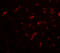 Dorsal Root Ganglia Homeobox antibody, 6517, ProSci, Immunofluorescence image 