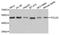 DNA Polymerase Delta 2, Accessory Subunit antibody, A6834, ABclonal Technology, Western Blot image 