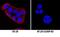 S100 Calcium Binding Protein P antibody, MAB2957, R&D Systems, Immunofluorescence image 