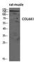 Collagen Type IV Alpha 1 Chain antibody, STJ92389, St John