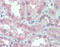 Nramp2 antibody, TA317307, Origene, Immunohistochemistry paraffin image 