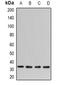 NSF Attachment Protein Gamma antibody, orb341080, Biorbyt, Western Blot image 