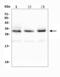 Tafazzin antibody, A00933, Boster Biological Technology, Western Blot image 