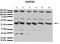 GA Binding Protein Transcription Factor Subunit Beta 1 antibody, orb333125, Biorbyt, Western Blot image 
