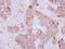 Heat Shock Protein Family A (Hsp70) Member 5 antibody, NBP2-16749, Novus Biologicals, Immunohistochemistry frozen image 