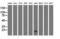 ELF-1 antibody, GTX84588, GeneTex, Western Blot image 