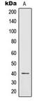 Interleukin 12B antibody, MBS821141, MyBioSource, Western Blot image 