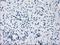 Prolactin antibody, NBP2-02142, Novus Biologicals, Immunohistochemistry frozen image 