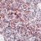 Epithelial Cell Adhesion Molecule antibody, AF960, R&D Systems, Immunohistochemistry frozen image 