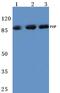 FGFR1 Oncogene Partner antibody, AP06118PU-N, Origene, Western Blot image 