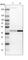 Protein Arginine Methyltransferase 2 antibody, HPA018976, Atlas Antibodies, Western Blot image 