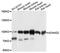 ADAM Metallopeptidase Domain 22 antibody, abx135948, Abbexa, Western Blot image 