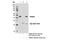 Protein Arginine Methyltransferase 6 antibody, 14641S, Cell Signaling Technology, Immunoprecipitation image 