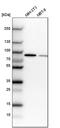 Cleavage Stimulation Factor Subunit 3 antibody, PA5-59086, Invitrogen Antibodies, Western Blot image 