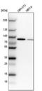 Cleavage stimulation factor subunit 3 antibody, PA5-59086, Invitrogen Antibodies, Western Blot image 