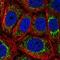Trafficking Protein Particle Complex 1 antibody, NBP2-30722, Novus Biologicals, Immunocytochemistry image 