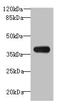 Ankyrin Repeat And SOCS Box Containing 7 antibody, CSB-PA863988LA01HU, Cusabio, Western Blot image 