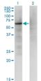 Zinc Finger Protein 34 antibody, H00080778-M03, Novus Biologicals, Western Blot image 