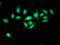 Hydroxysteroid 17-Beta Dehydrogenase 10 antibody, LS-C371994, Lifespan Biosciences, Immunofluorescence image 