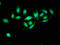 3-hydroxyacyl-CoA dehydrogenase type-2 antibody, LS-C371994, Lifespan Biosciences, Immunofluorescence image 