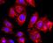 ADAM Metallopeptidase Domain 17 antibody, A00604-3, Boster Biological Technology, Immunocytochemistry image 