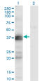 Endothelin-1 receptor antibody, LS-C197106, Lifespan Biosciences, Western Blot image 