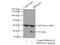 Phosphoribosyl Pyrophosphate Synthetase Associated Protein 1 antibody, 16790-1-AP, Proteintech Group, Immunoprecipitation image 