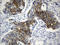 Centrosomal Protein 72 antibody, LS-C792676, Lifespan Biosciences, Immunohistochemistry paraffin image 