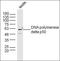 DNA Polymerase Delta 2, Accessory Subunit antibody, orb156610, Biorbyt, Western Blot image 