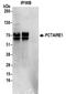 Cyclin Dependent Kinase 16 antibody, NBP2-32255, Novus Biologicals, Immunoprecipitation image 