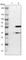 Transmembrane BAX Inhibitor Motif Containing 1 antibody, HPA012093, Atlas Antibodies, Western Blot image 