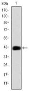 CCAAT Enhancer Binding Protein Beta antibody, GTX60489, GeneTex, Western Blot image 