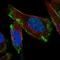 Caveolin 3 antibody, HPA054488, Atlas Antibodies, Immunofluorescence image 