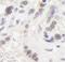 Bromodomain Adjacent To Zinc Finger Domain 1B antibody, NB600-279, Novus Biologicals, Immunohistochemistry frozen image 