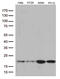 TRNA Splicing Endonuclease Subunit 15 antibody, M10736, Boster Biological Technology, Western Blot image 