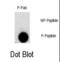 Fibroblast Growth Factor Receptor 1 antibody, abx031940, Abbexa, Dot Blot image 